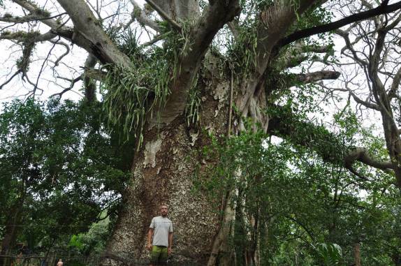 Venerável árvore que já era grande des a época em que a civilização maya floescia na península do yucatán (em Chiquila, costa norte do Yucatán, no México)